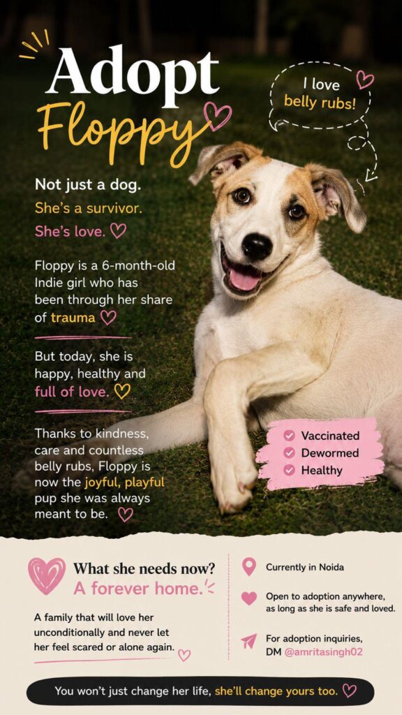 Floppy needs a home in Noida - pet for adoption in Delhi NCR