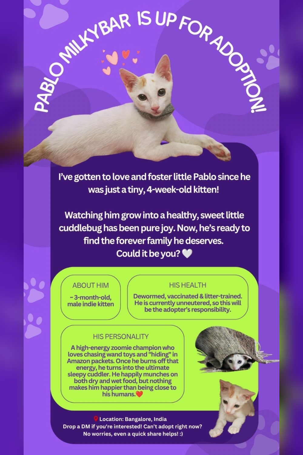 Foster Kitten Pablo Milkybar up for Adoption — Bengaluru