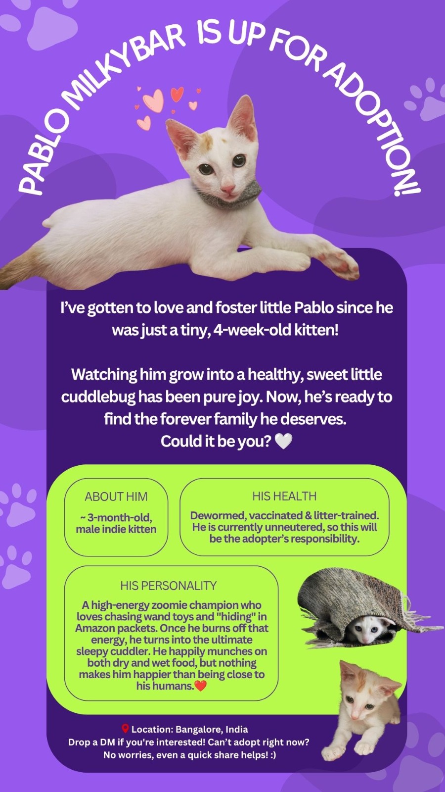 Foster Kitten Pablo Milkybar up for Adoption — Bengaluru