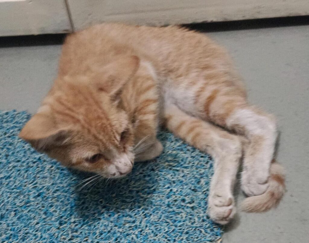 Found this paralyzed kitten on the street - kitten for adoption in Pune