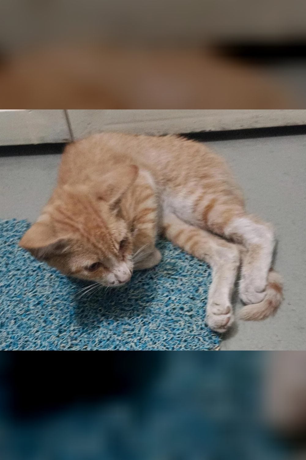 Found this paralyzed kitten on the street — Pune