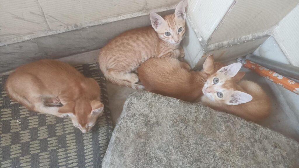 Four adorable kittens available - kitten for adoption in Hyderabad