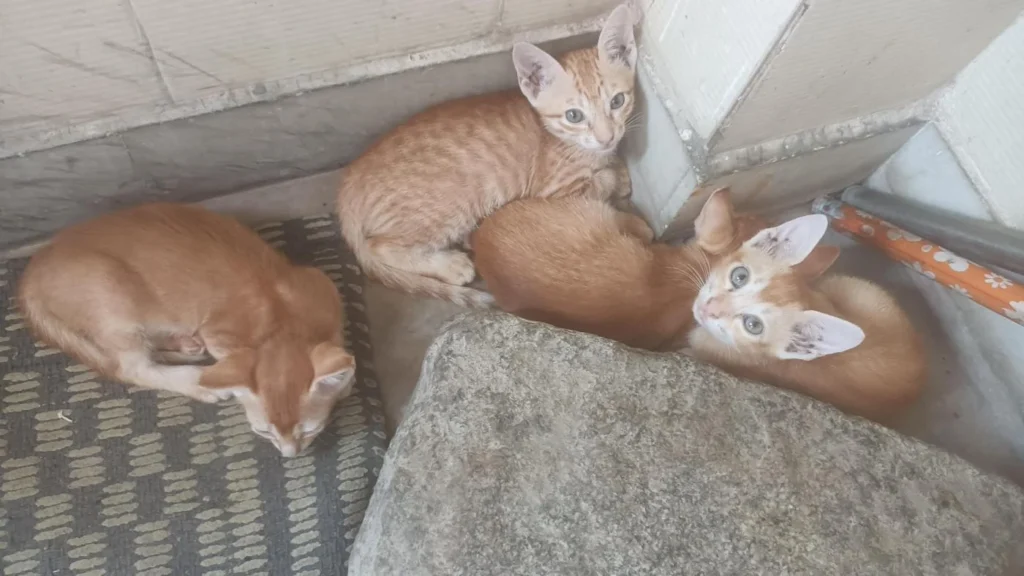 Four adorable kittens available - kitten for adoption in Hyderabad