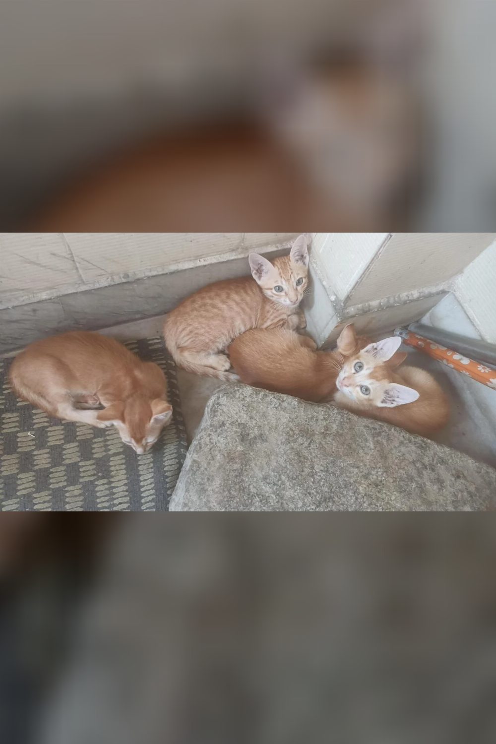 Four adorable kittens available — Hyderabad