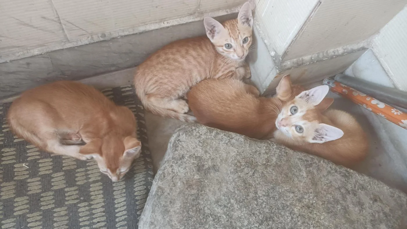 Four adorable kittens available in Hyderabad