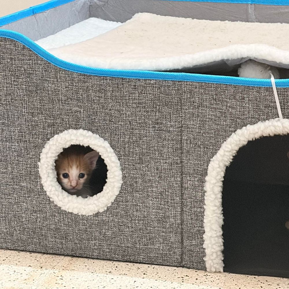 4 kittens β Bangalore