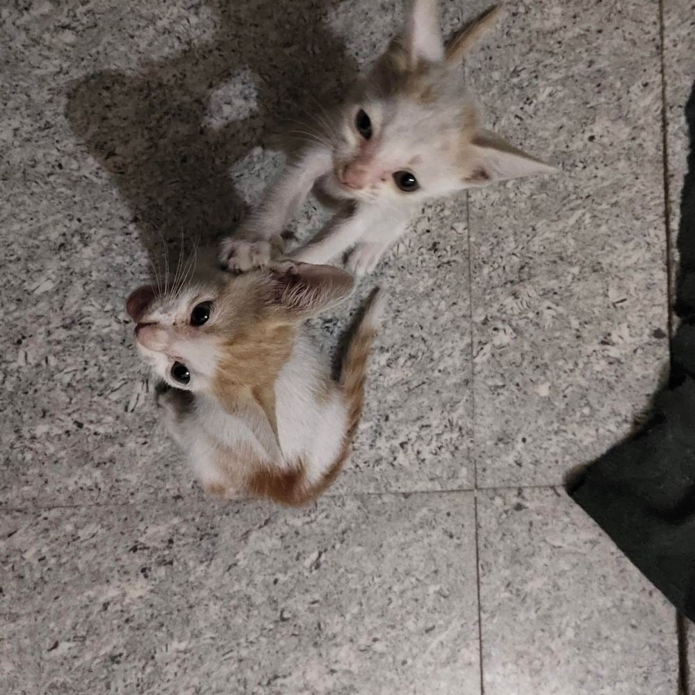 4 kittens β Delhi NCR