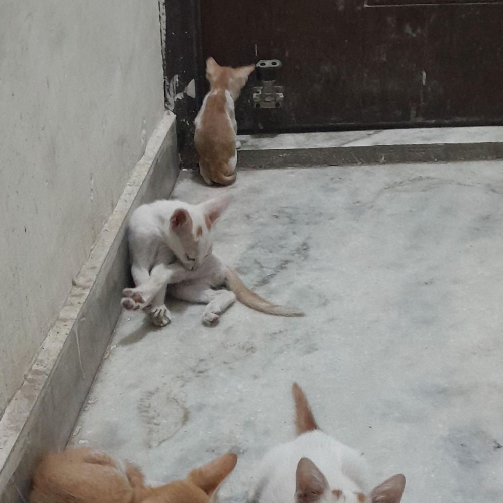 4 kittens β Delhi NCR