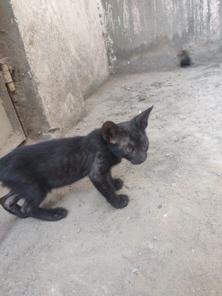 Four kittens for adoption in New Delhi - kitten in Delhi NCR