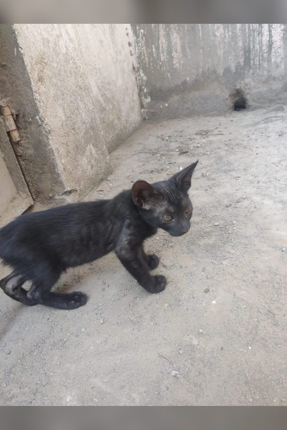 Four kittens for adoption in New Delhi