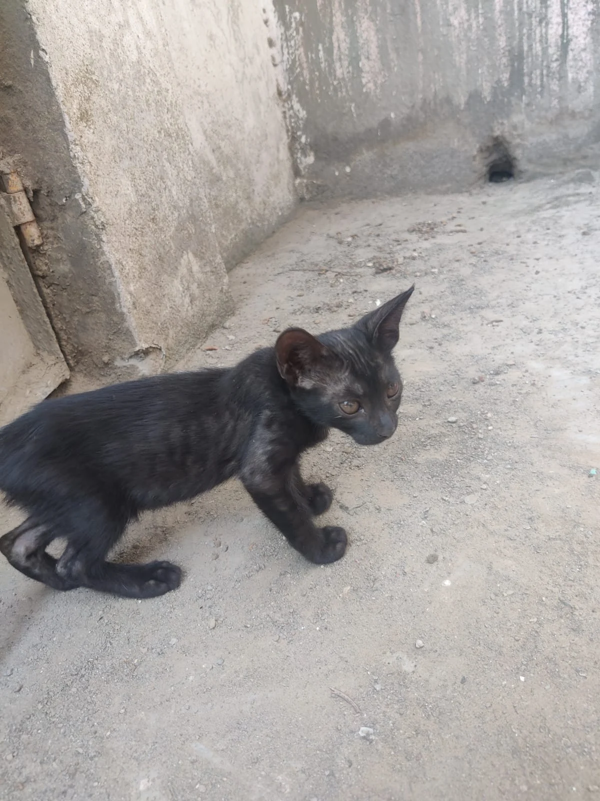 Four kittens for adoption in New Delhi in Delhi NCR