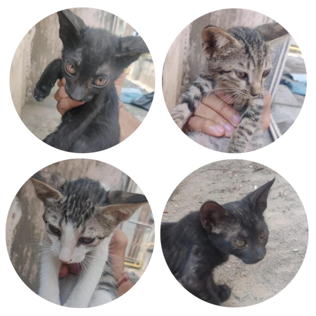 Four kittens looking for a home - kitten for adoption in Delhi NCR