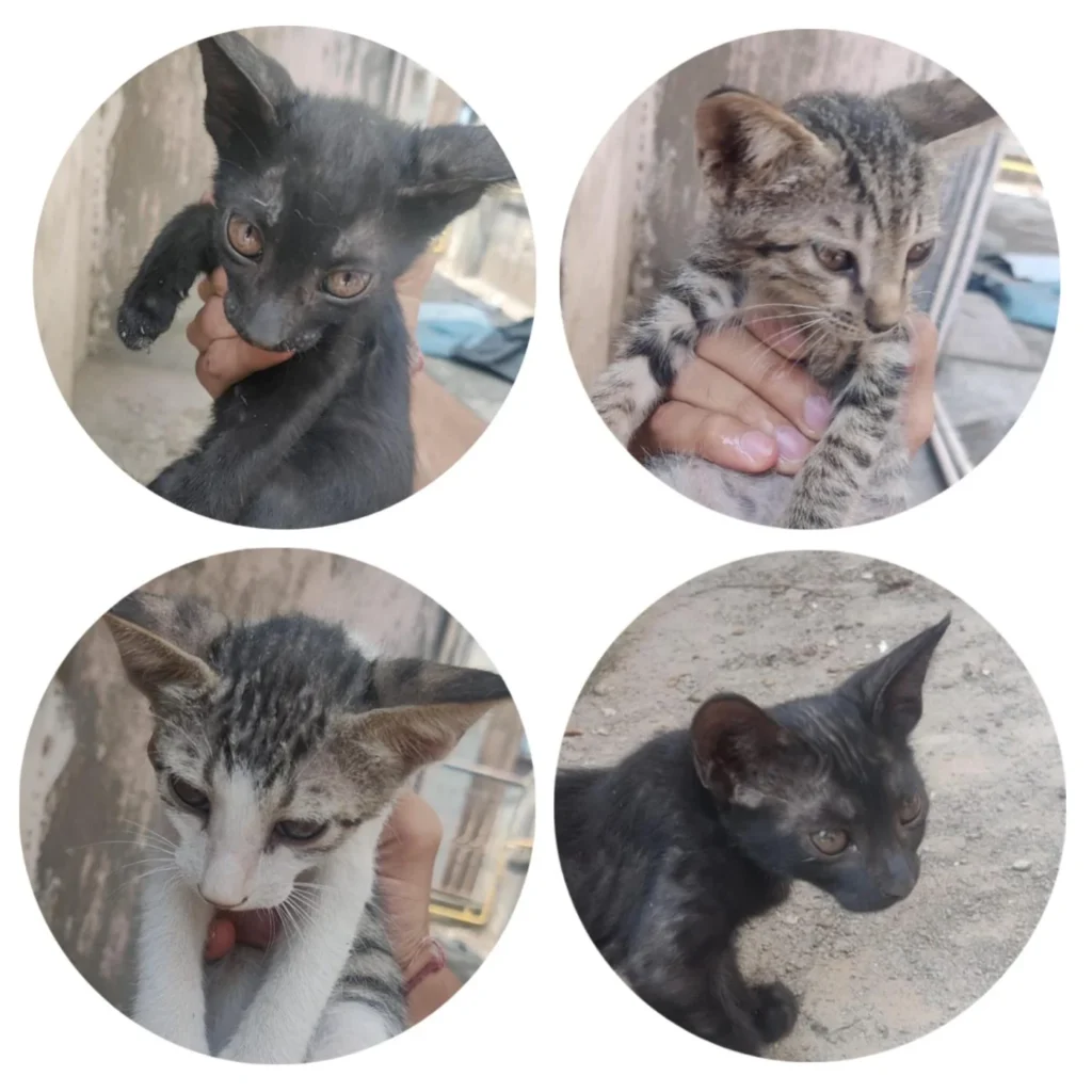Four kittens looking for a home - kitten for adoption in Delhi NCR
