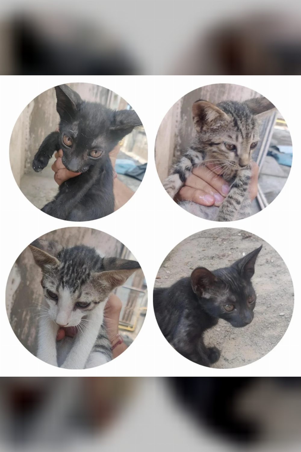 Four kittens looking for a home — Delhi NCR