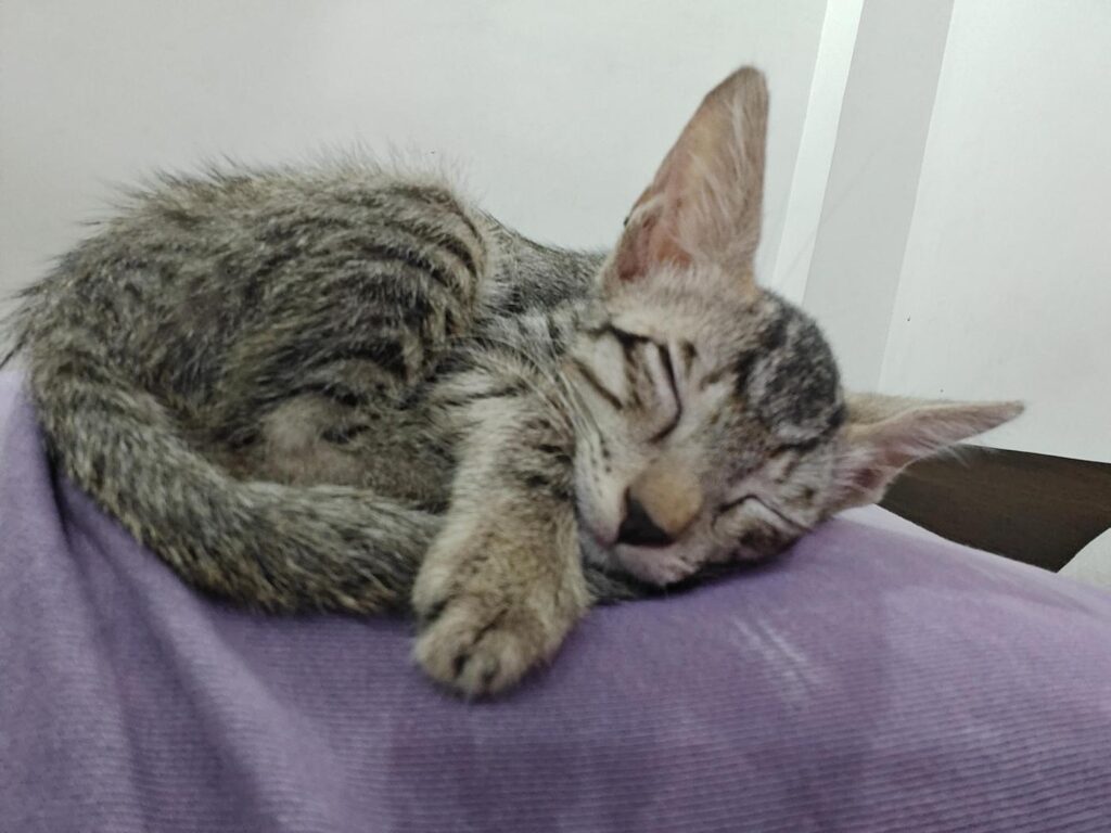 Friendly, affectionate kitten looking for a loving forever home – South Delhi... - kitten for adoption in Delhi NCR