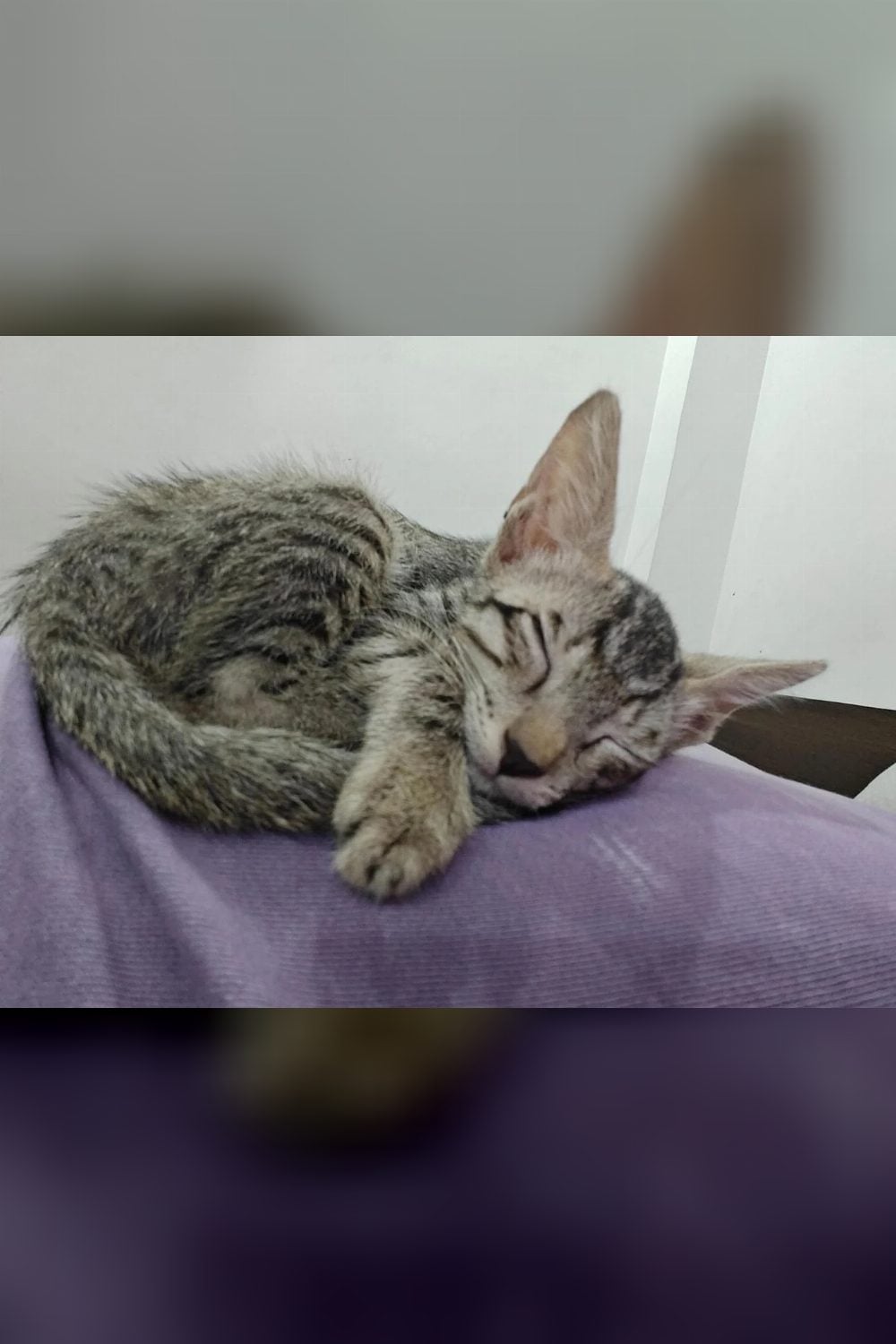 A once-limping kitten is healing fast, now needs a home — Delhi NCR
