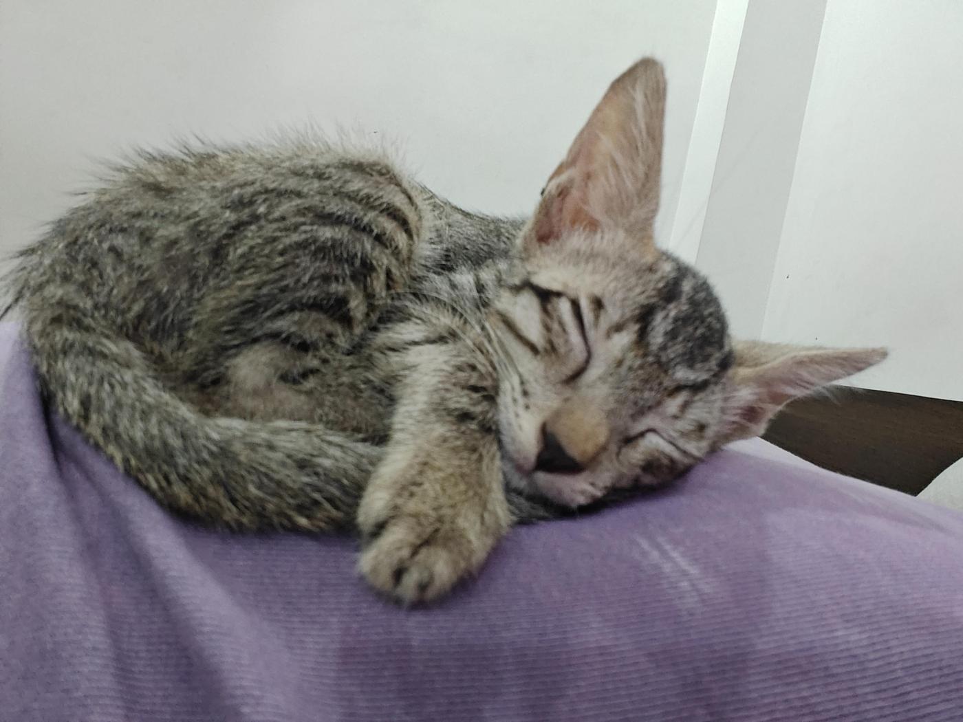 Friendly, affectionate kitten looking for a loving forever home – South Delhi — Delhi NCR