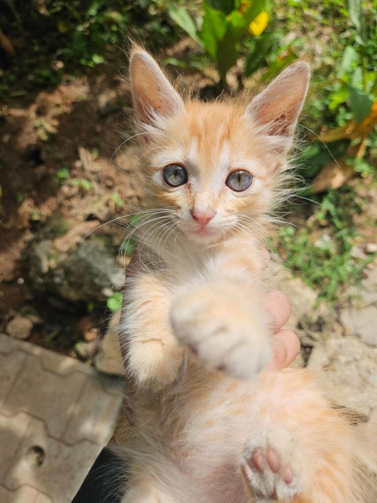 Ginger Kitten Looking for a Loving Forever Home (Bangalore) - kitten for adoption in Bengaluru