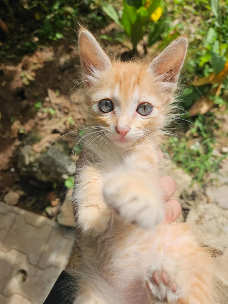 Ginger Kitten Looking for a Loving Forever Home (Bangalore) - kitten for adoption in Bengaluru