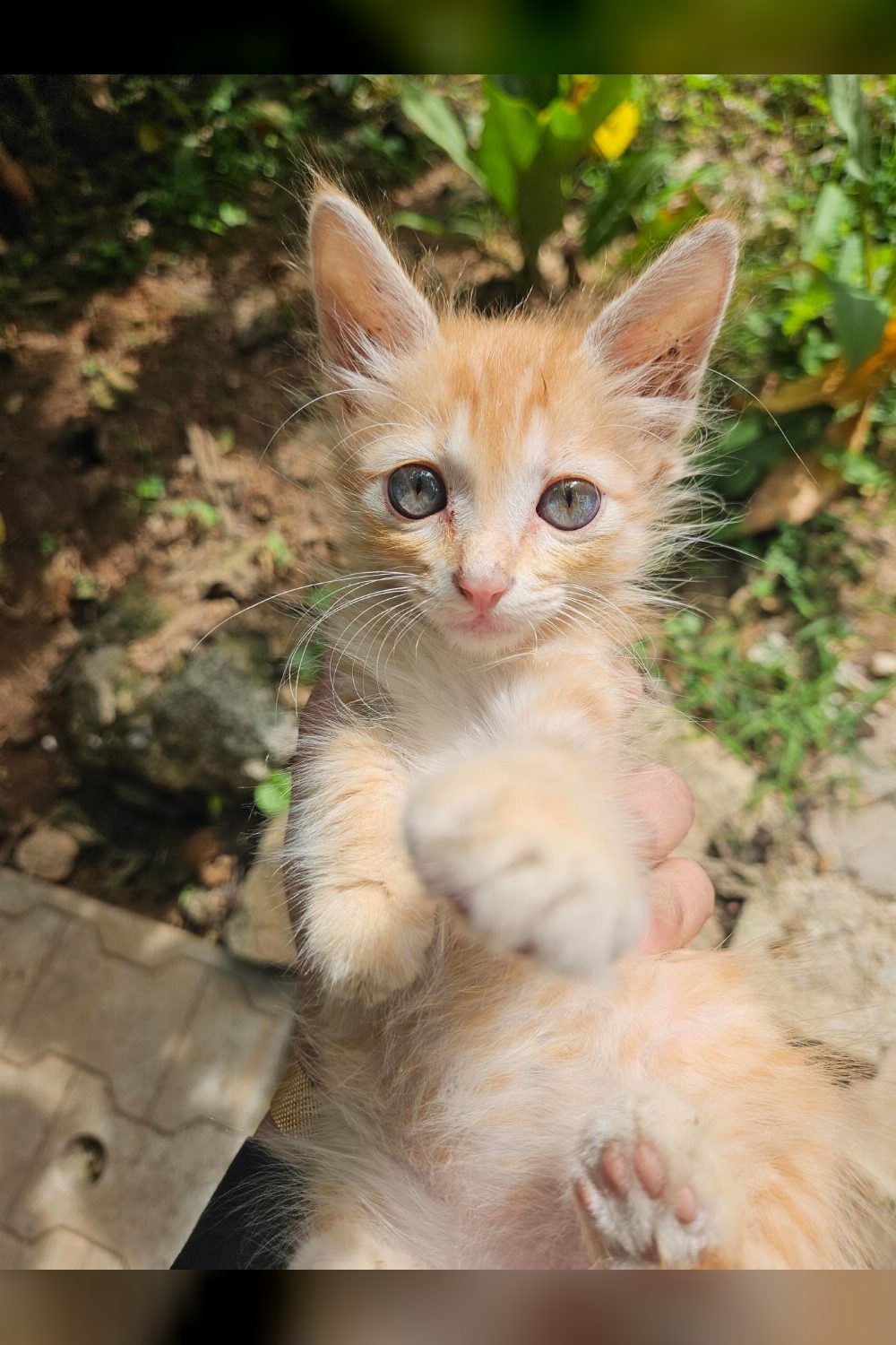 Ginger Kitten Looking for a Loving Forever Home (Bengaluru) — Seshadripuram