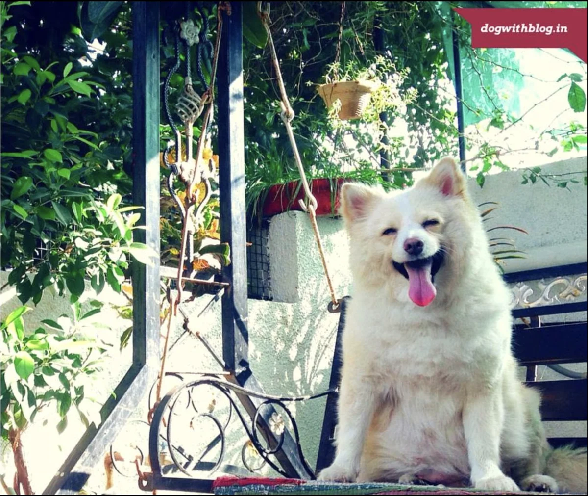 What to Do When Your Dog Dies What to Do When Your Dog Dies