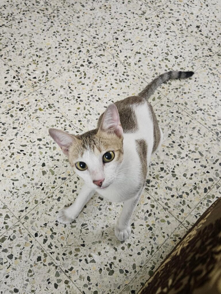 Help Sparkles find her forever home - pet for adoption in Chennai