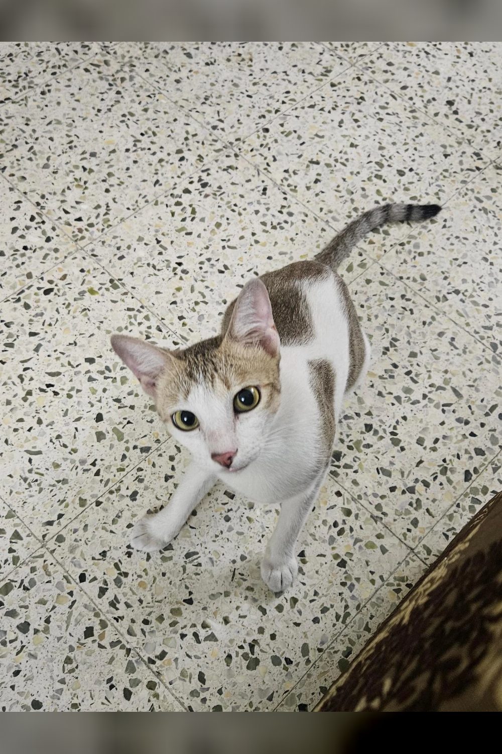 Help Sparkles find her forever home — Chennai