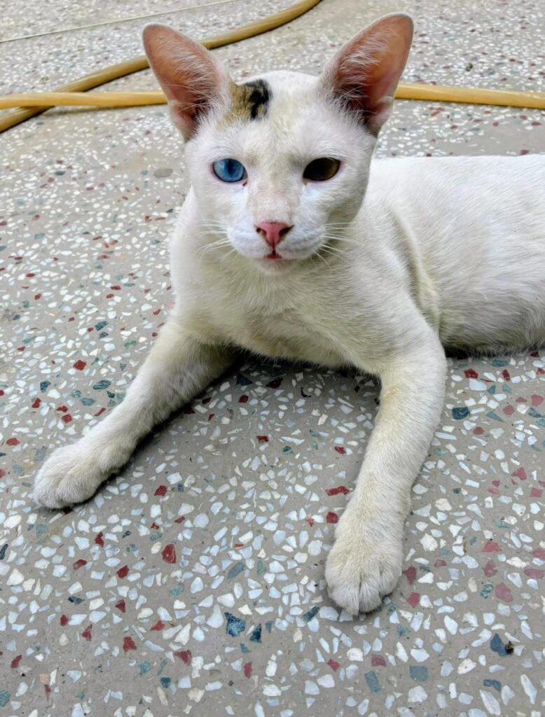 Help Winkydoo find a home - pet for adoption in Delhi NCR