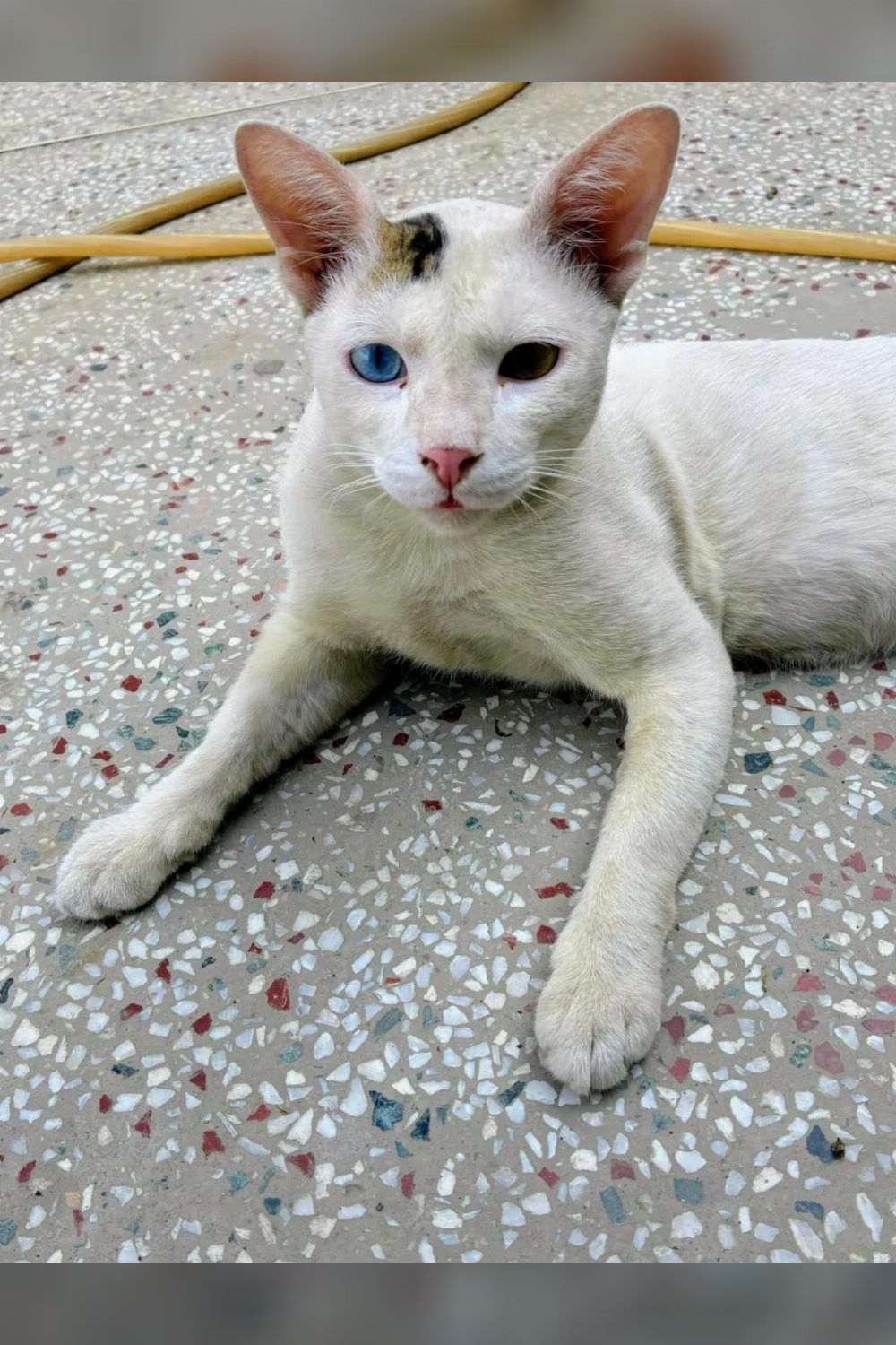 Help Winkydoo find a home — Delhi NCR