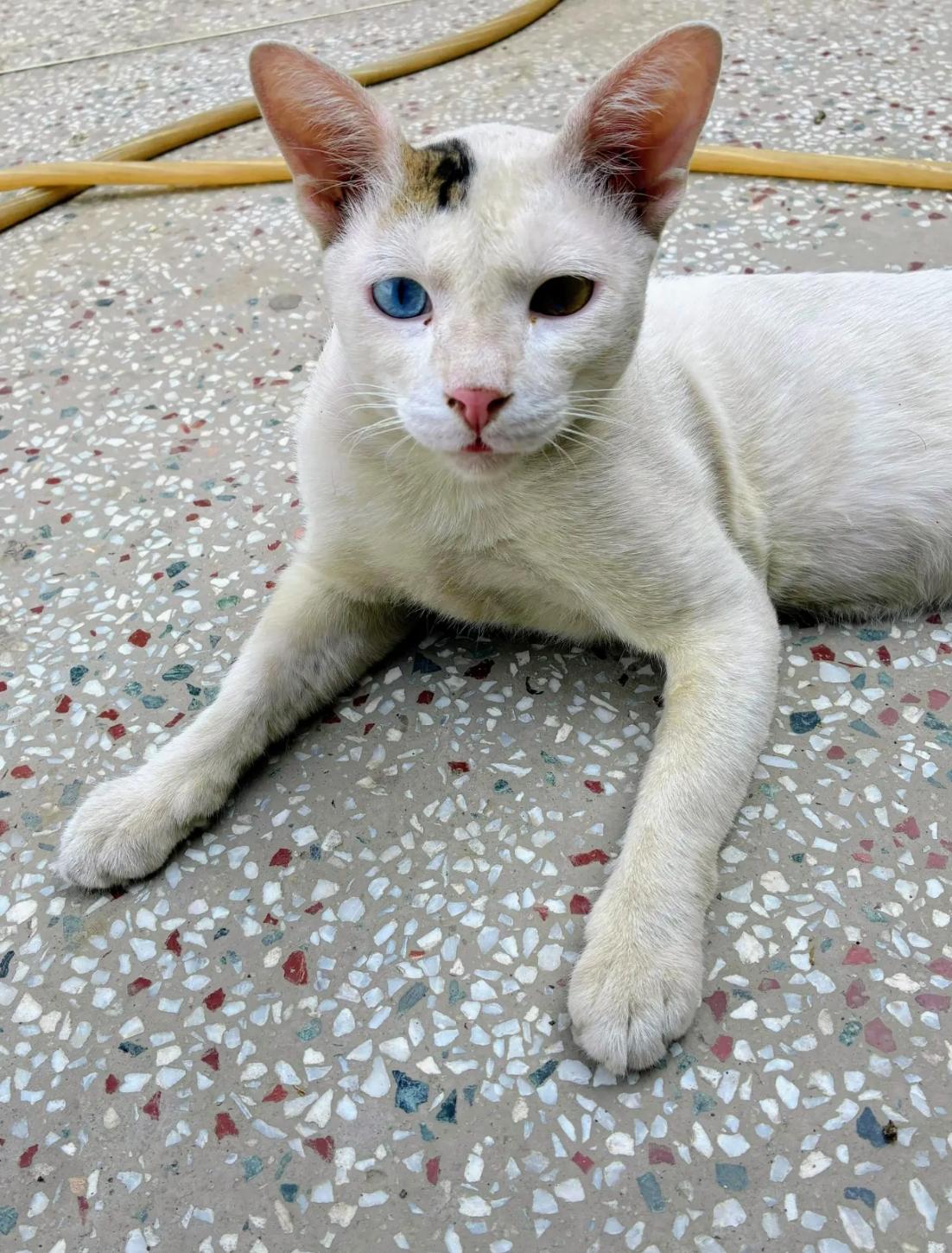 Help Winkydoo find a home — Delhi NCR