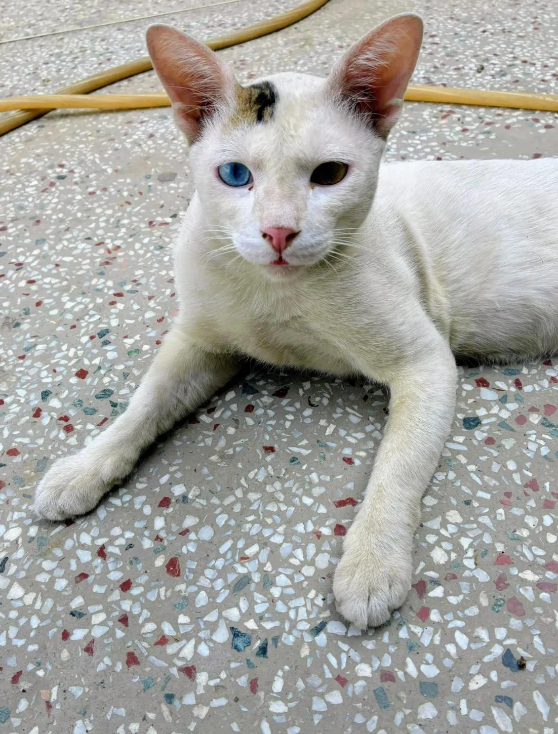 Help Winkydoo find a home in Delhi NCR