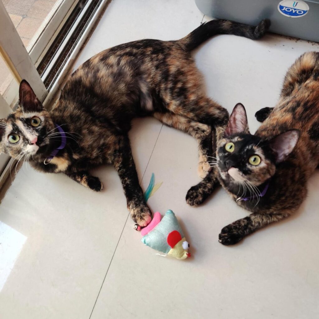 Hope & Faith Gorgeous tortie sisters looking for a loving home! (Pune / M... - pet for adoption in Mumbai
