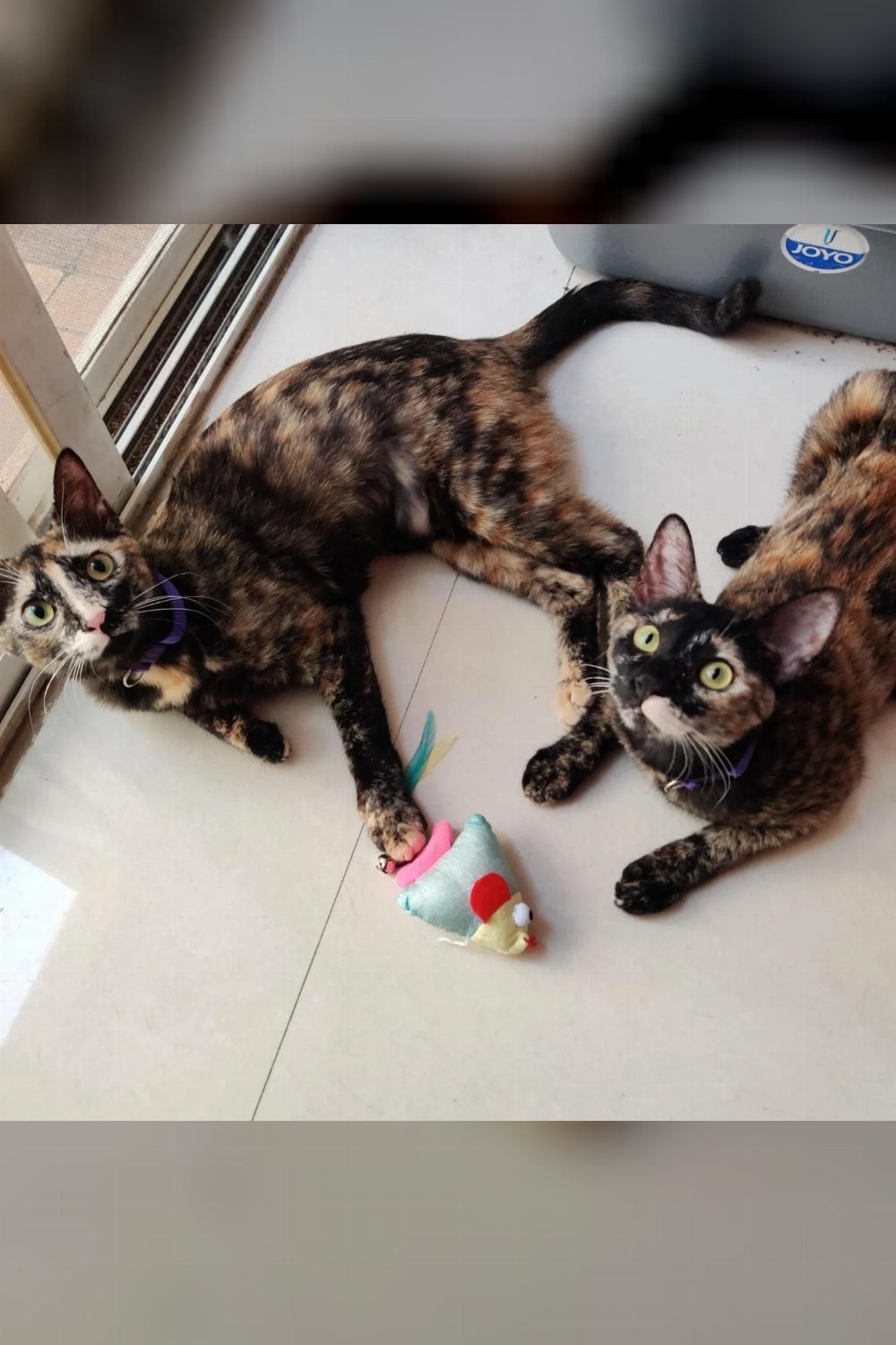 Adopt Hope and Faith, bonded tortie sisters — Pune
