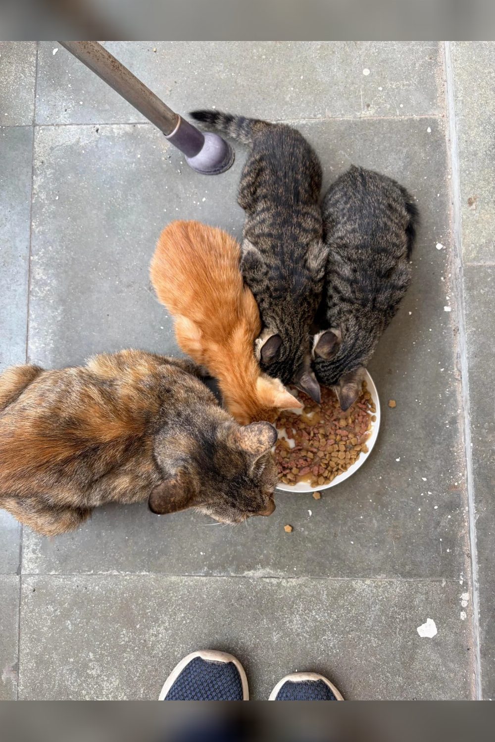 Hostel kittens and mother up for adoption — Delhi NCR