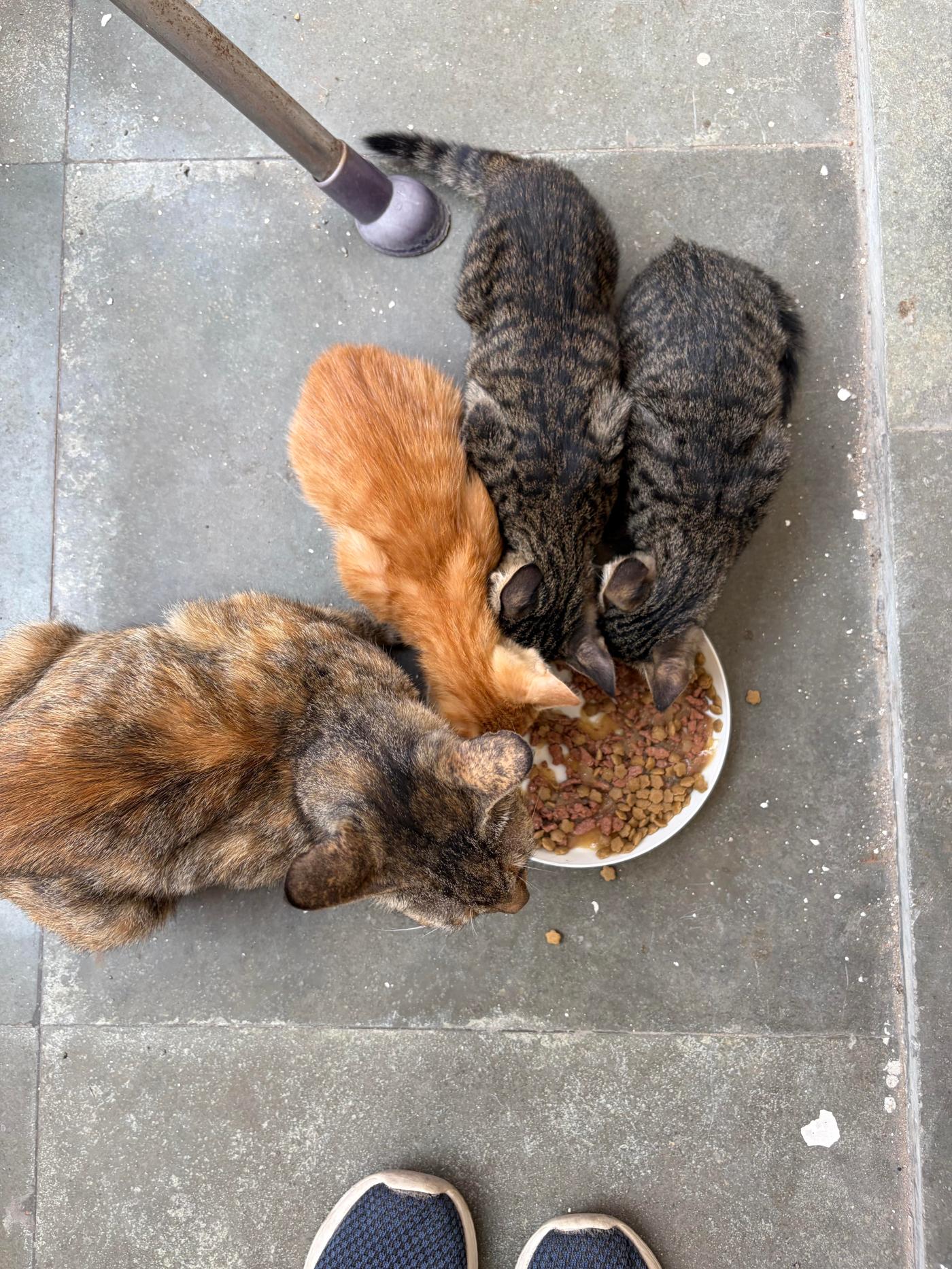 Hostel kittens and mother up for adoption — Delhi NCR