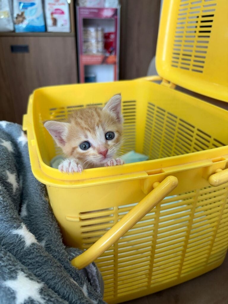 I can’t believe you find such beauties on the street and people still buy pet... - pet for adoption in Mumbai