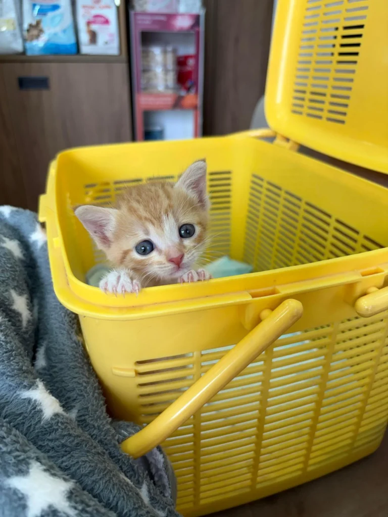 I can’t believe you find such beauties on the street and people still buy pet... - pet for adoption in Mumbai