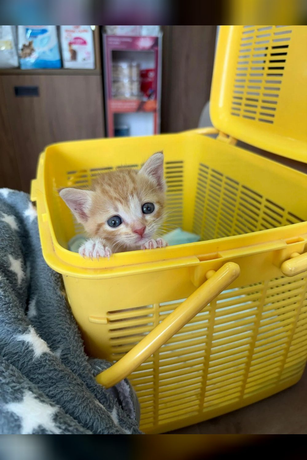 Kitten found at a construction site will be ready for adoption soon — Mumbai