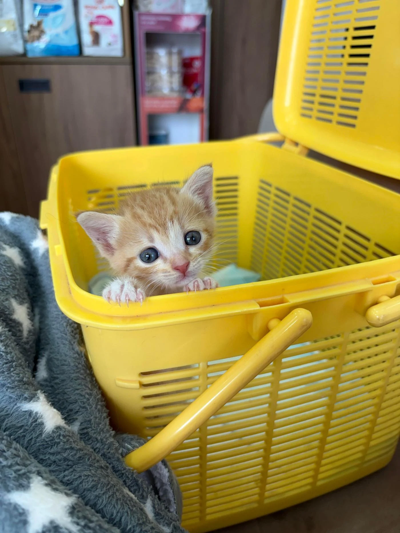 Kitten found at a construction site will be ready for adoption soon in Mumbai