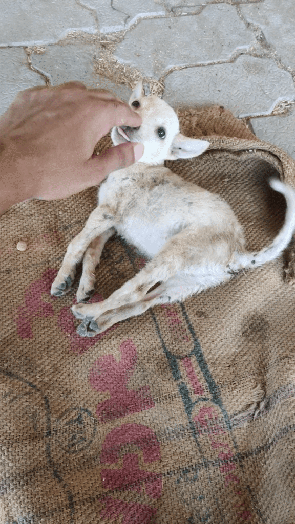 If someone from chittorgarh wants to adopt this pup pls let me know soon, bec... - pet in India