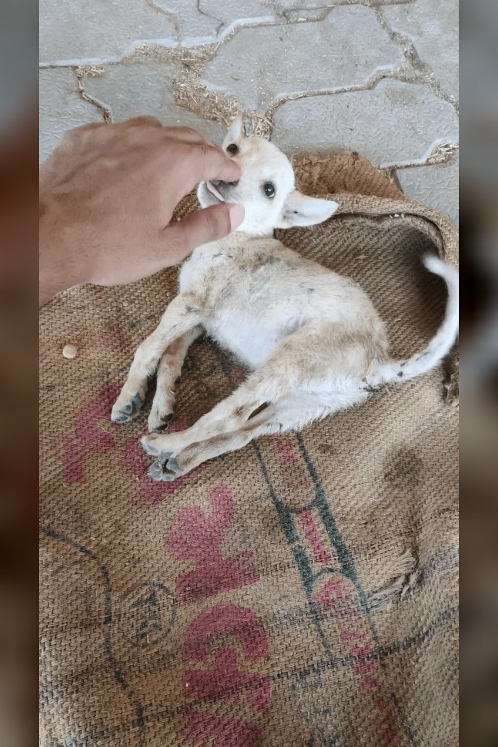 Rajasthan puppy adoption — Chittorgarh