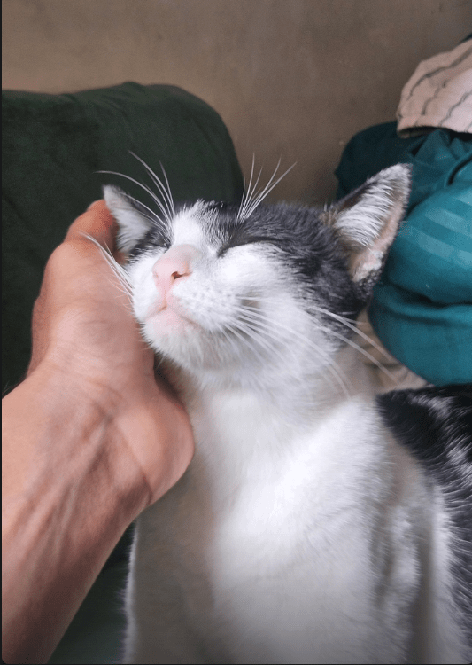 In need of a new home for my uno - pet for adoption in Bengaluru