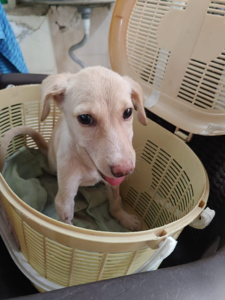 Indi female puppy up for adoption - puppy in Chennai