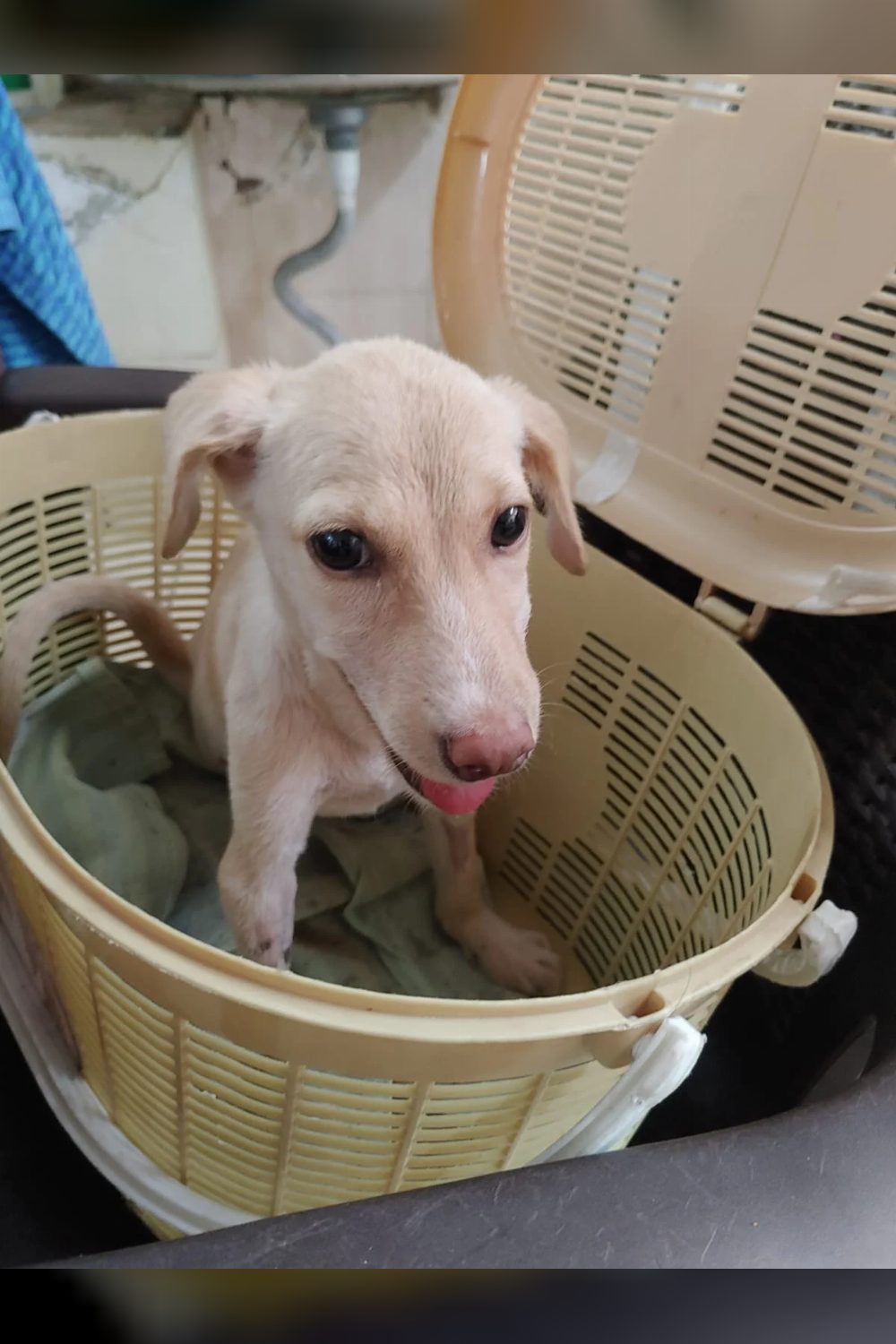 Indi female puppy up for adoption- — Chennai