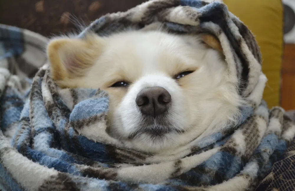 Indian Spitz dog, a fox-faced cream-white breed