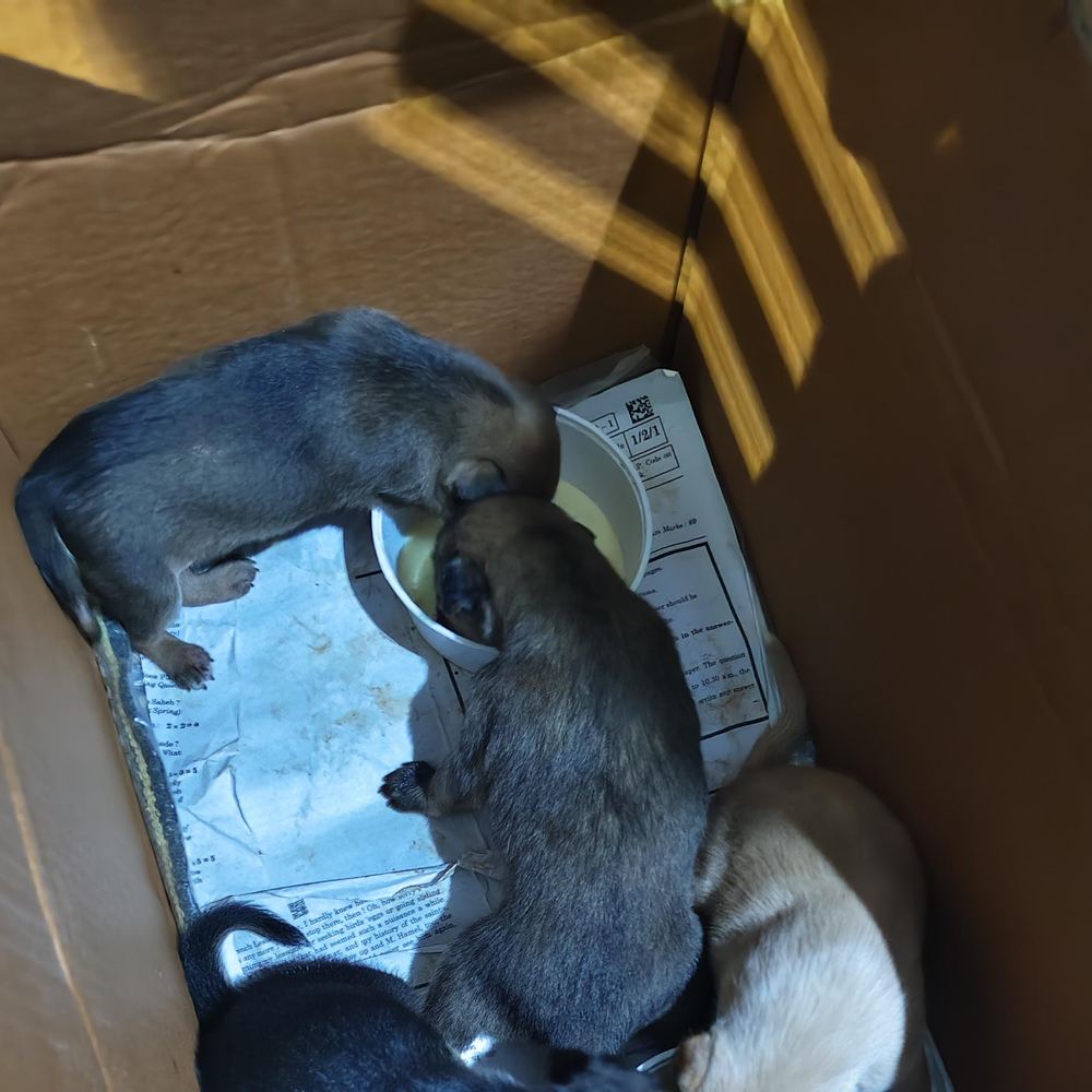 4 Indie puppies β Bangalore