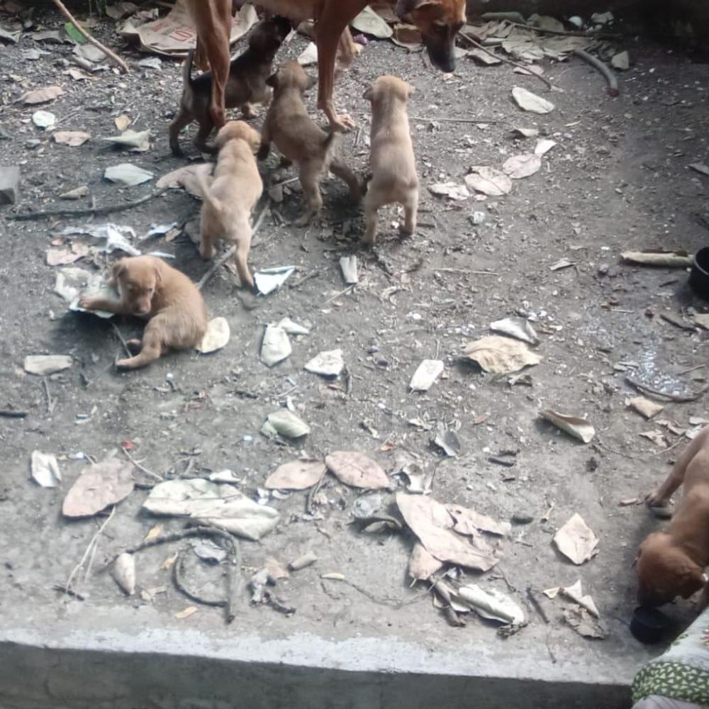 6 Indie puppies β Bibvewadi, Pune
