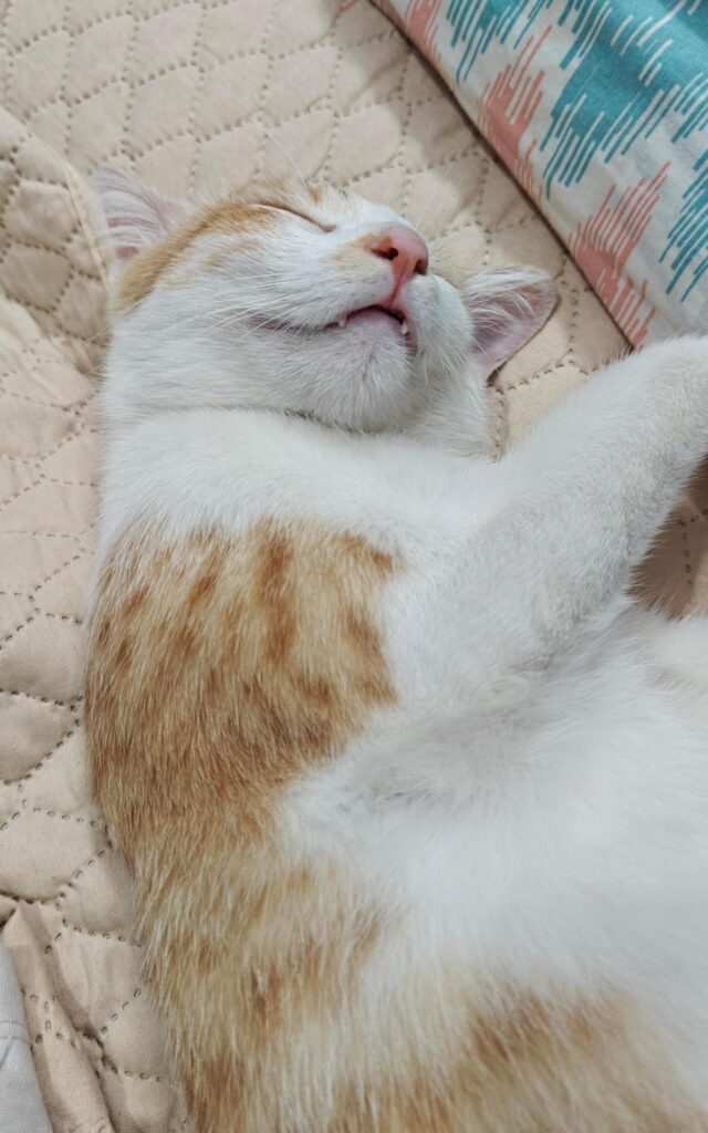 Jinjy is still waiting - pet for adoption in India