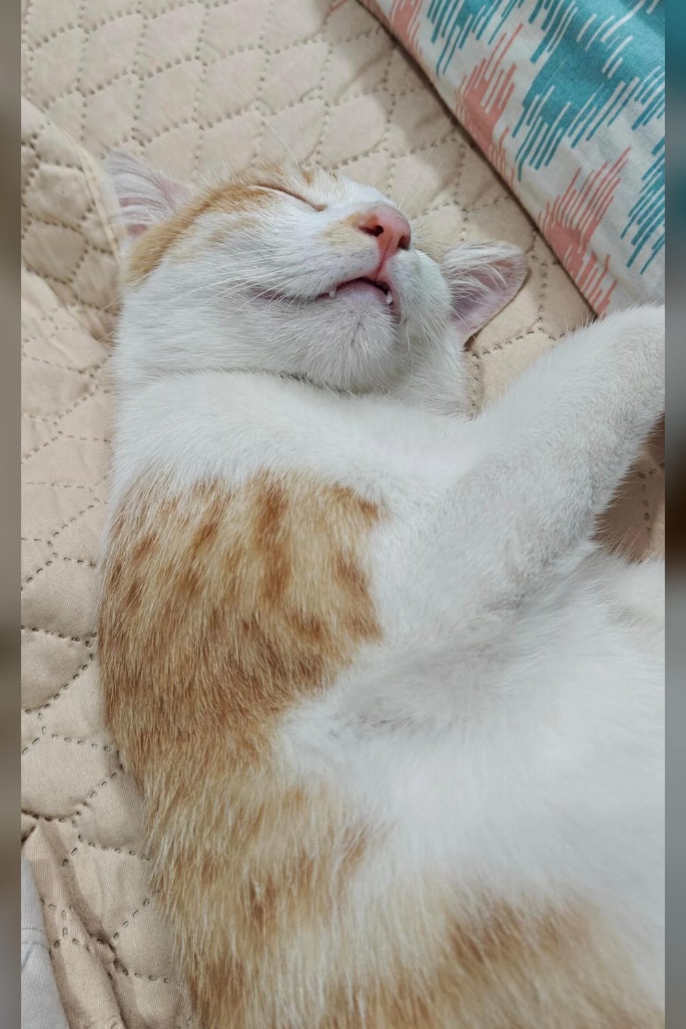 Jinjy is still waiting for a home in Koramangala — Bengaluru