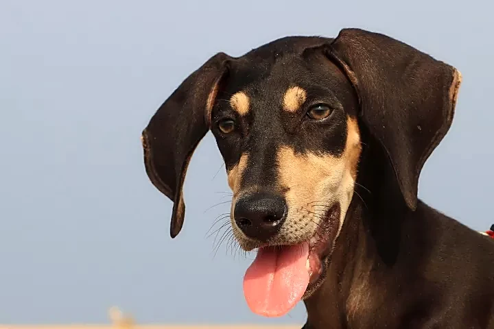 Kanni dog, a black-and-tan Tamil Nadu sighthound, head portrait showing its long pendant ears and tan facial markings